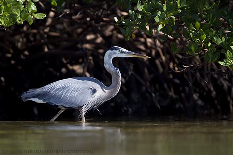 Bunche Beach Preserve: Sunrise West End | Focusing on Wildlife