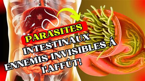 Ennemis En Attente Comment Les Parasites Intestinaux Affectent La