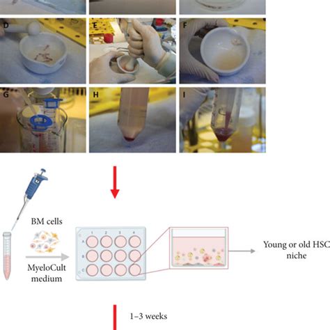 Preparation Of An Artificial Hematopoietic Stem Cell Hsc Niche Download Scientific Diagram