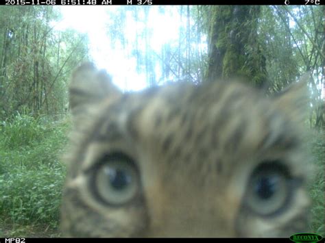 17 of the Coolest Animals on Mount Kenya - Stephanie Manka, Ph.D.