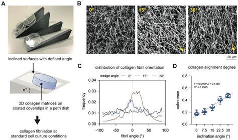 Collagen Fibril Orientation Instructs Fibroblast Differentiation Via