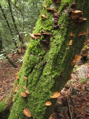 Hongo De Repisa Mostaza Gu A General De Macrohongos De Costa Rica