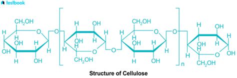 Difference Between Starch And Cellulose Comparison Meaning