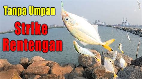 Semua Jenis Ikan Kotrekan Kumpul Di Spot Pasiran Mancing Tanpa Umpan