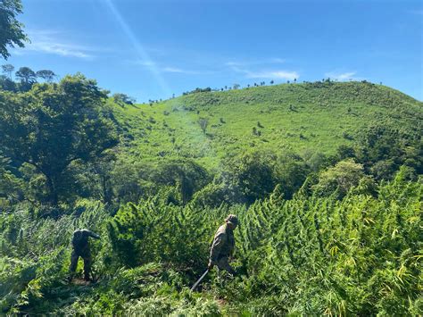 Operação Nova Aliança elimina quase 900 toneladas de maconha em