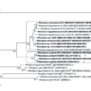 The Maximum Likelihood Tree Inferred From Concatenated Symbiotic Genes