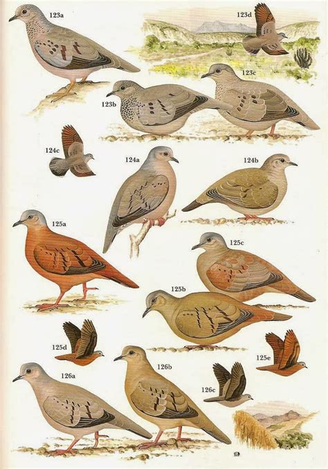 Pigeons and Doves - Avian Review