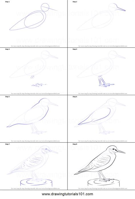 How To Draw A Common Sandpiper Birds Step By Step In 2024 Bird