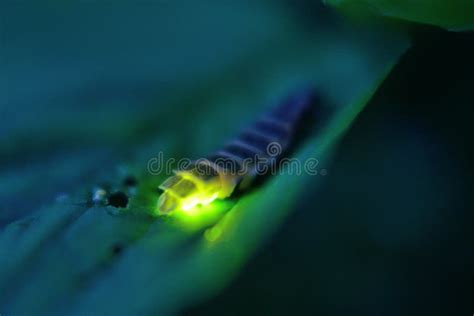 Glow worm stock photo. Image of glow, light, bioluminescence - 56581566