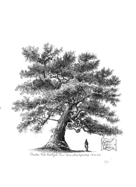 The Charter Oak—a Symbol Of Peace And Freedom Hubpages