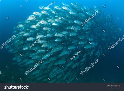 21,268 Shoaling and schooling Images, Stock Photos & Vectors | Shutterstock