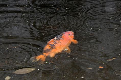 Dead Fish And Floating Litter Pictured In Water As Leeds Council To