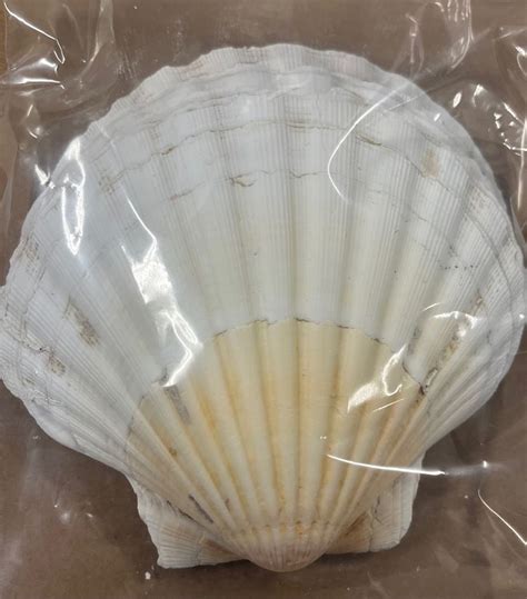 Scallop Shells – Tony's Seafood Online Ordering