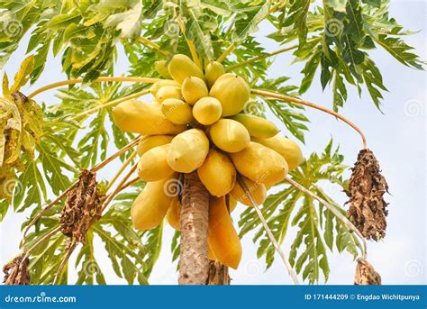 Ripe Papaya Fruits Growing Hang On The Papaya Tree With Sunlight In