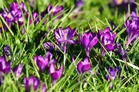 Der Fr Hlings Krokus Naturschutzruhr