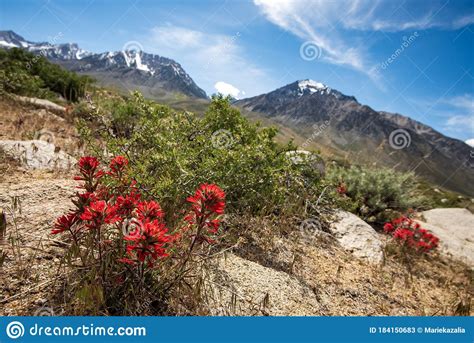 Red Indian Paintbrush Wildflowers In Bloom In Mountain Landscape Stock