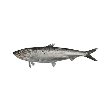 Anchovie Clipart