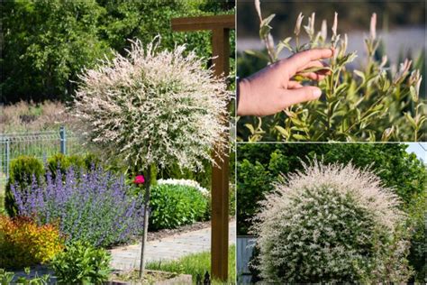 6 Reasons To Plant A Dappled Willow & How To Care For It