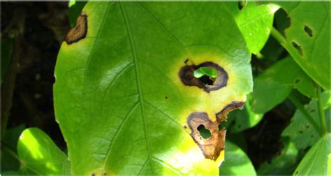 Hibiscus Diseases White Spots