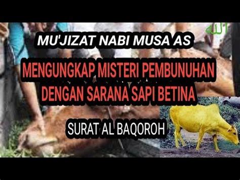 Kisah Sapi Betina Dalam Surat Al Baqoroh Mu Jizat Nabi Musa