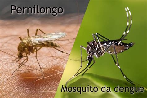 Características como cor e hábitos diferencia pernilongo de mosquito da