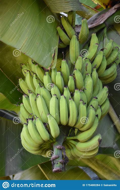 Banana Plantation stock photo. Image of cliff, fruit - 175480284