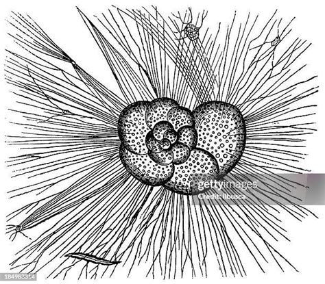 50 Entamoeba Histolytica Drawing High Res Illustrations Getty Images