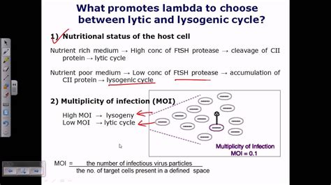 Lytic Cycle Vs Lysogenic Cycle Youtube