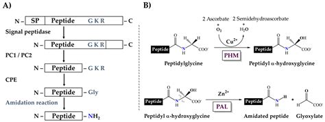 Toxins Free Full Text The Dual α Amidation System In Scorpion Venom