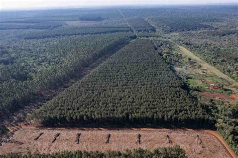 La Forestal Arauco El Monocultivo De Rboles Y El Pueblo Mbya Guaran