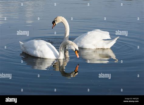 Pair Of Mute Swans Cygnus Olor Stock Photo Alamy