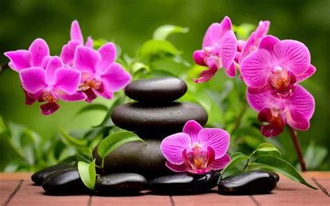 Orchid Zen Wallpapers Top Free Orchid Zen Backgrounds WallpaperAccess