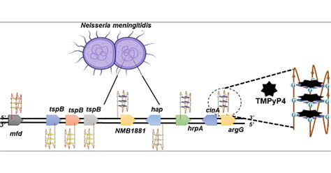 Conserved G Quadruplex Motifs Regulate Gene Expression In Neisseria