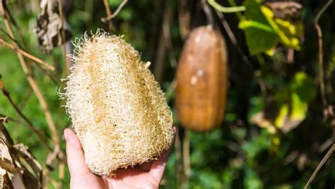 Do solo à espuma Cultivando sua própria bucha vegetal