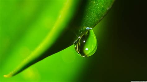 Wallpaper Water Nature Grass Closeup Insect Green Yellow Dew