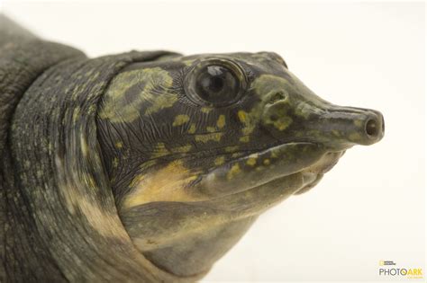 Photo Ark Home Indian Peacock Softshell Turtle National Geographic Society