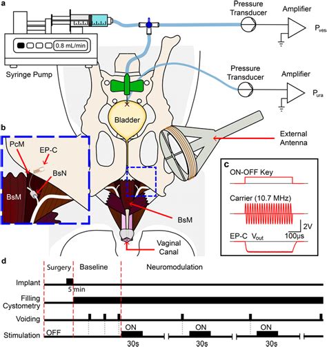 Schematic Of Experimental Setup And Wireless Electrical Stimulation