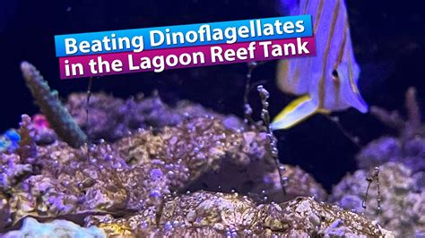 Beating Dino Ostreopsis Dinoflagellates In The Saltwater Lagoon Reef