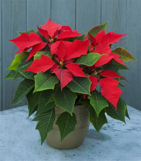 Poinsettia 12 Astuces Pour Bien Entretenir Son étoile De Noël