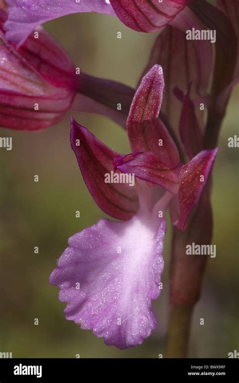 Pink Butterfly Orchid Orchis Papilionacea Stock Photo Alamy