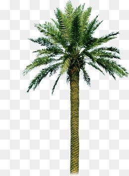 Collection Of Png Of A Palm Tree Pluspng