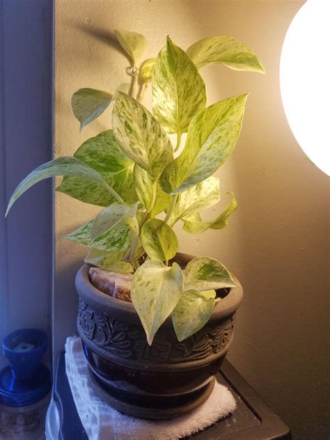 Why Pothos Leaves Turn Yellow – Necps