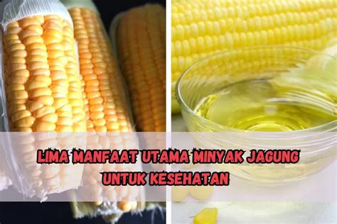 Lebih Sehat Dan Bagus Untuk Mata Intip Manfaat Minyak Jagung Untuk