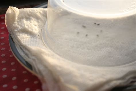 Growing Kiwi Fruit from Seed: A Comprehensive Guide - The Little Garden