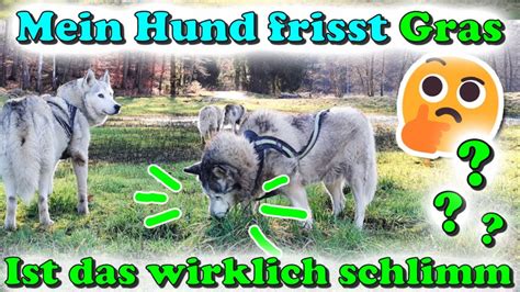 Hund Frisst Gras Warum Ist Es Schlimm Dass Mein Hund Gras Frisst