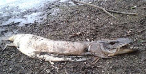 Mystery Creepy Sea Creature Found Washed Up In Rochdale Sparks Online