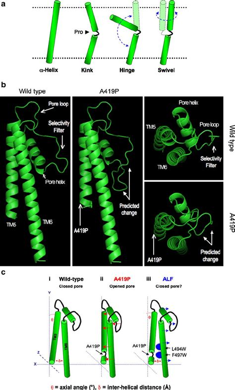 Schematic Representations Of The Transmembrane Helix Domain Outlining