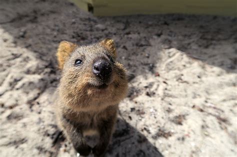 Meet The Quokkas The Perfect Day Trip To Rottnest Island Birdgehls