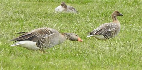 Flatey And Pink Footed Geese