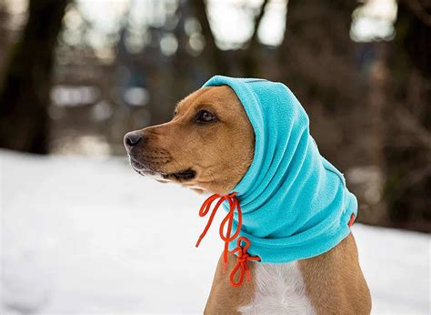 4 Best Dog Winter Hats (2022 Reviews)